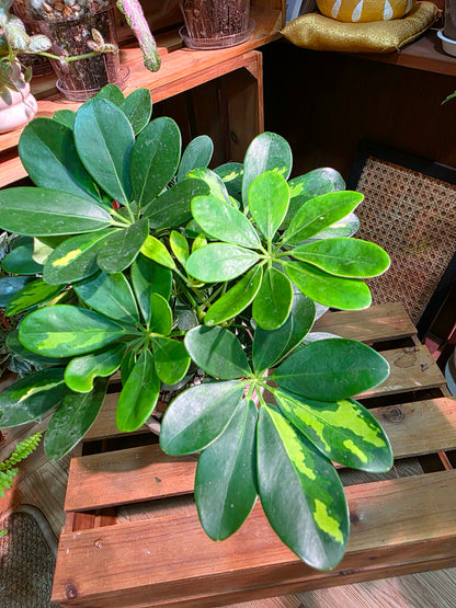 Schefflera odorata variegata