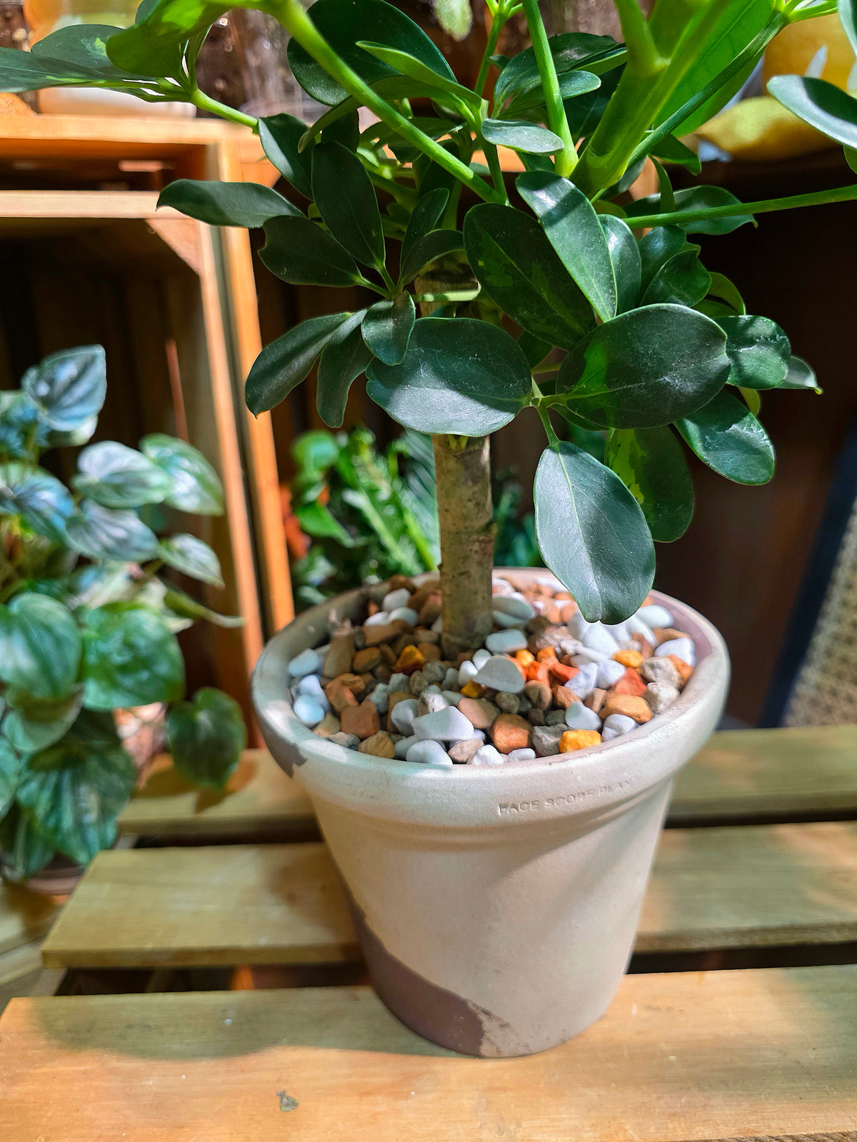 Schefflera odorata variegata