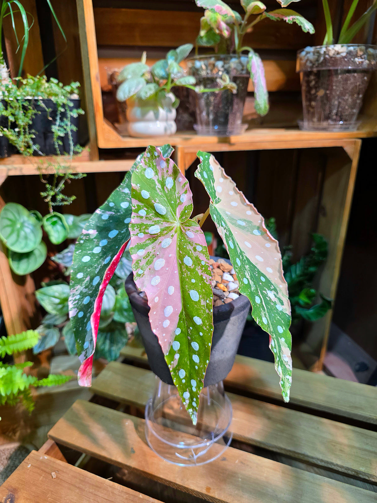 Begonia maculata variegated pink 粉斑鱒魚秋海棠