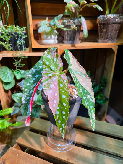Begonia maculata variegated pink 粉斑鱒魚秋海棠