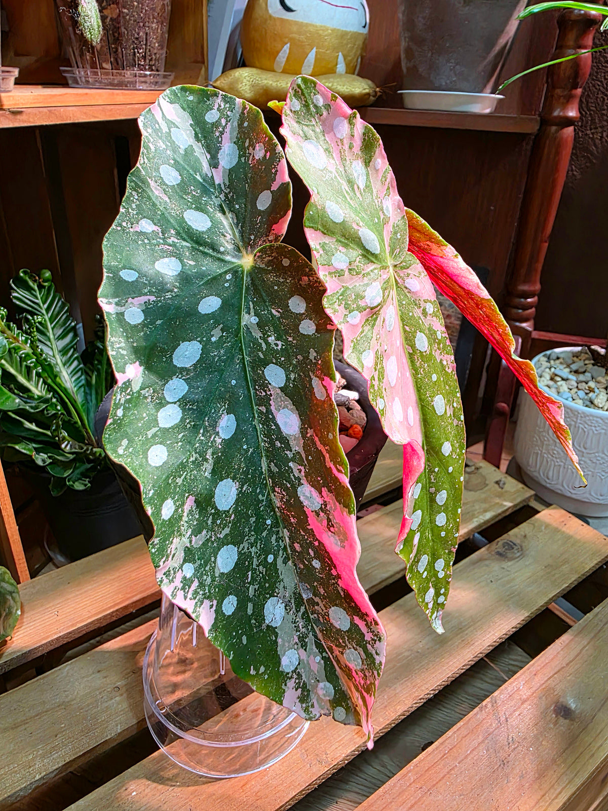 Begonia maculata variegated pink 粉斑鱒魚秋海棠