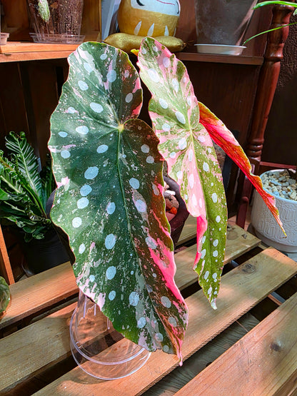 Begonia maculata variegated pink 粉斑鱒魚秋海棠