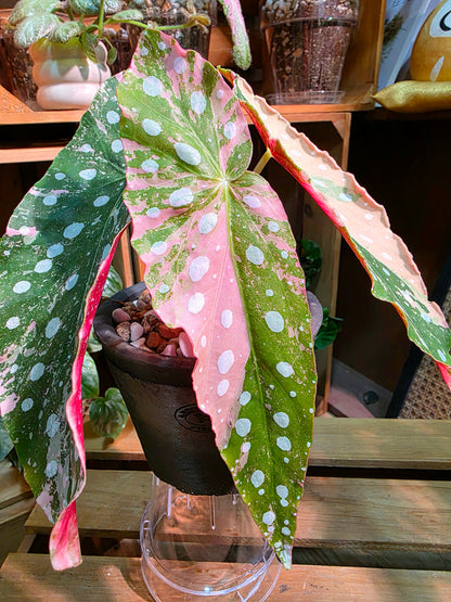 Begonia maculata variegated pink 粉斑鱒魚秋海棠