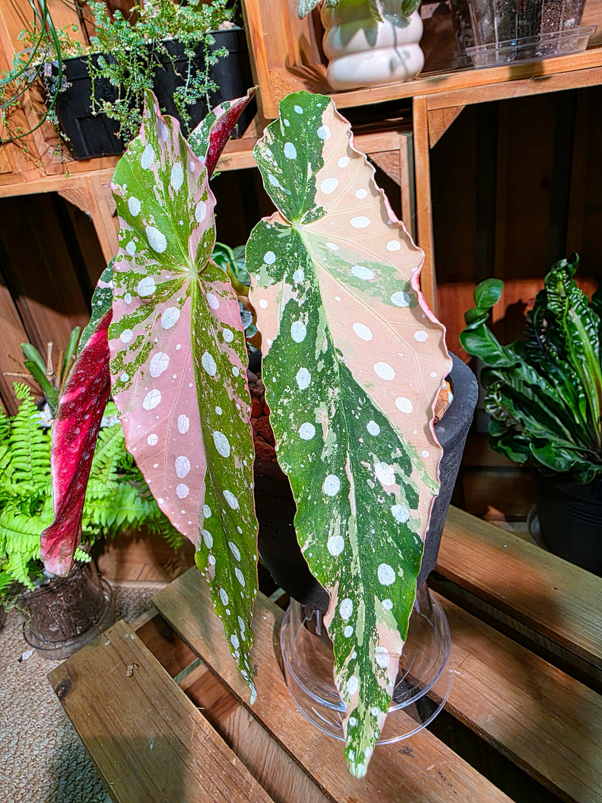 Begonia maculata variegated pink 粉斑鱒魚秋海棠