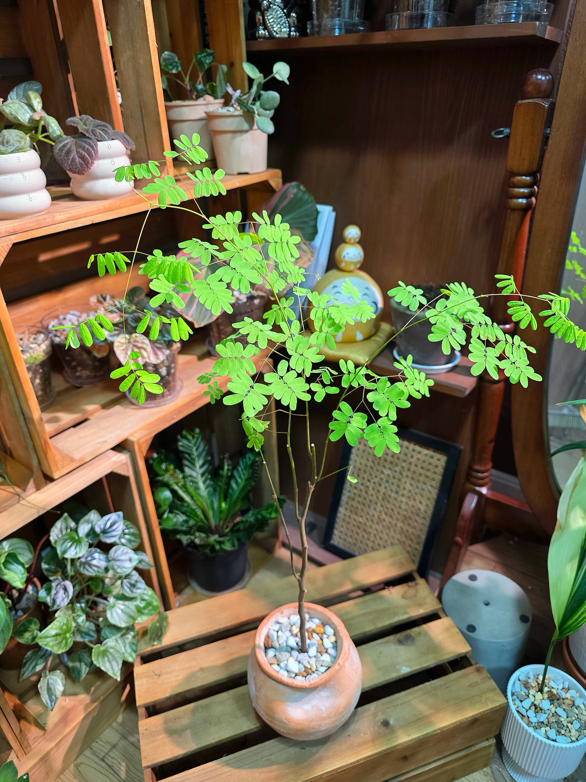 Libidibia ferrea 鐵架木