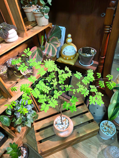 Libidibia ferrea 鐵架木