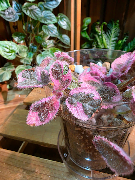Episcia pink smoke 粉煙喜蔭花