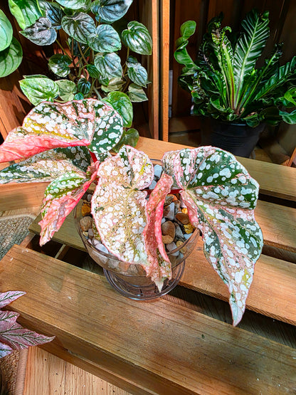 Begonia snow-capped variegated Fuji