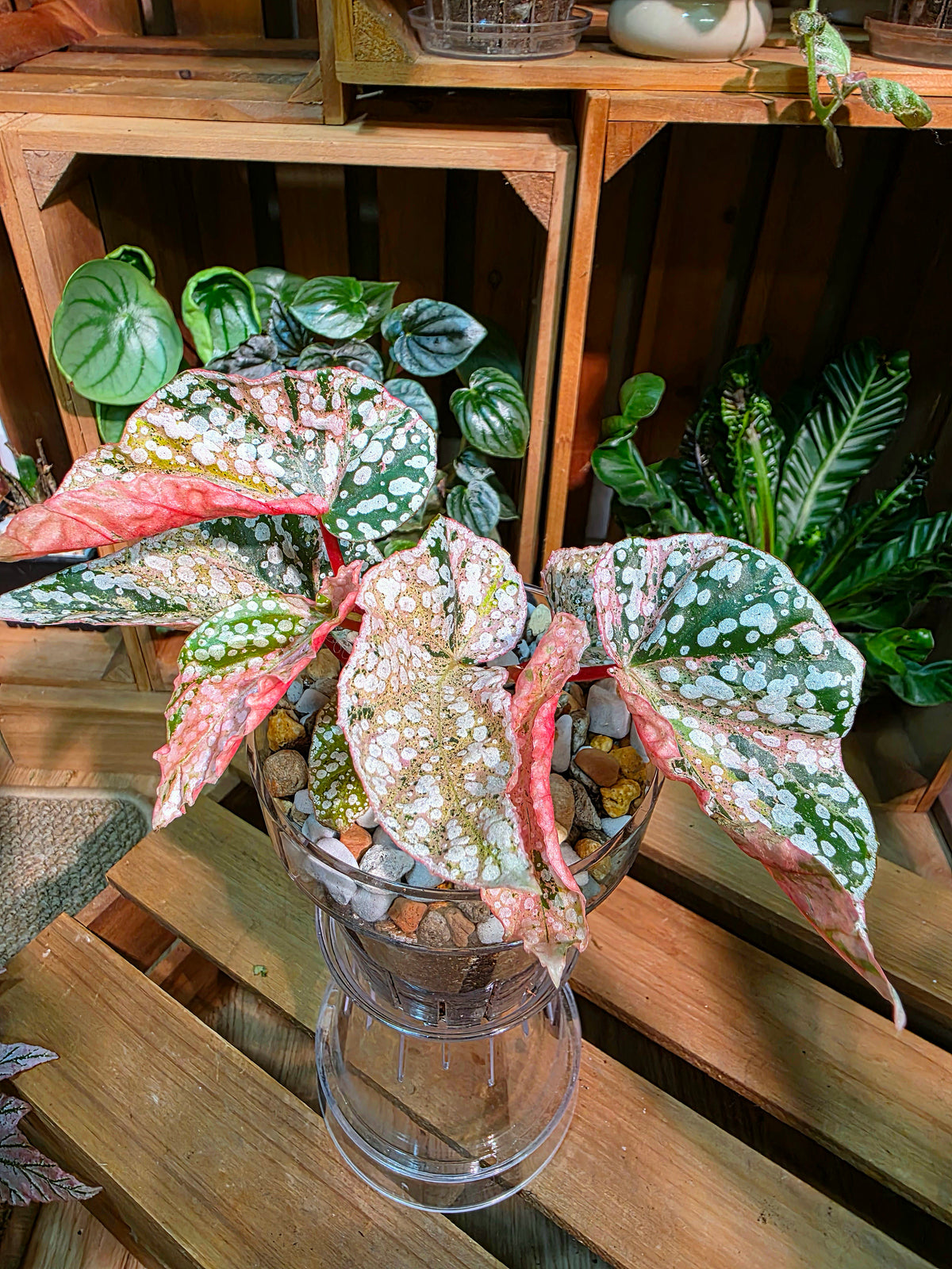 Begonia snow-capped variegated Fuji