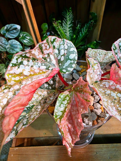 Begonia snow-capped variegated Fuji