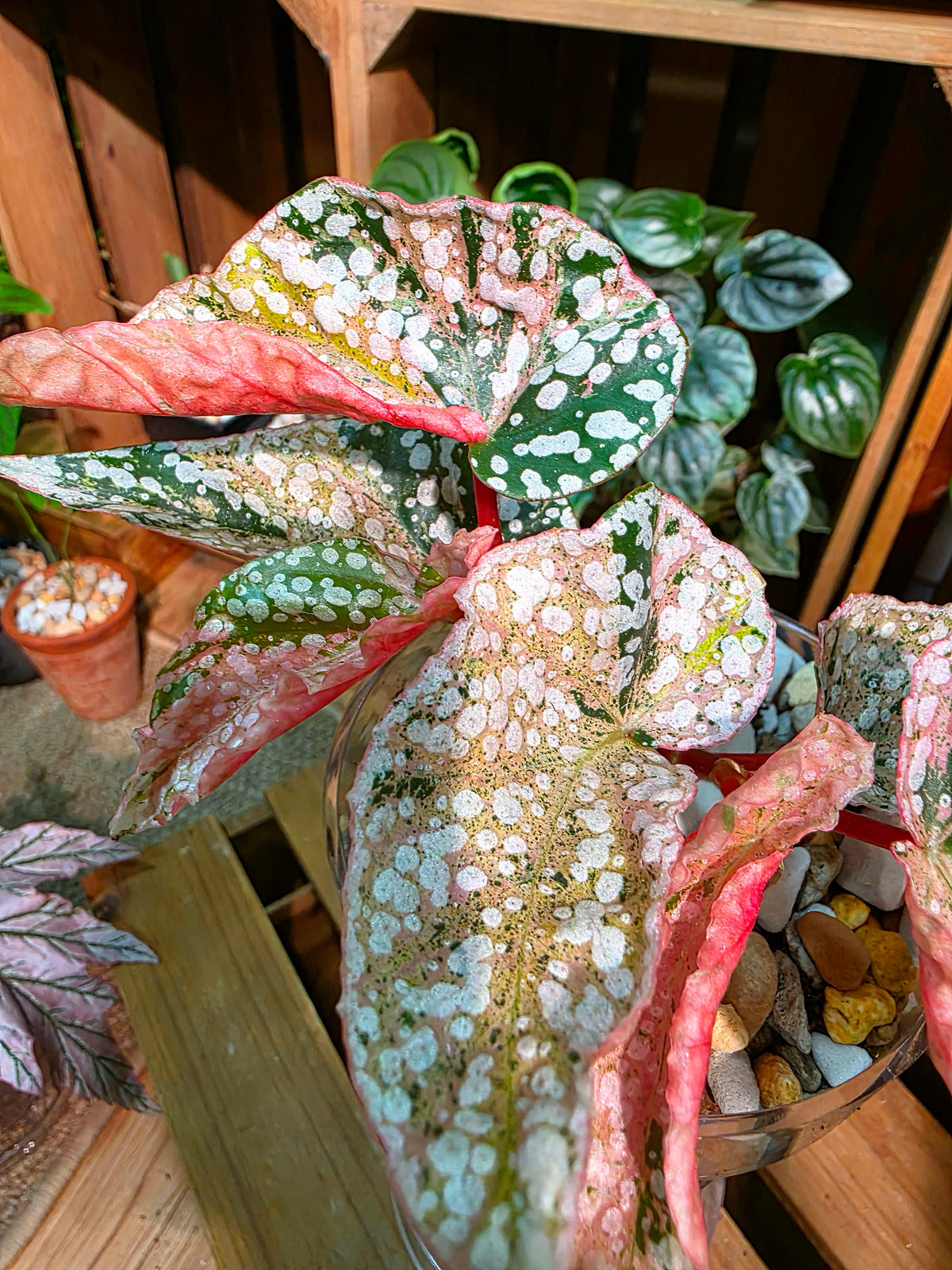 Begonia snow-capped variegated Fuji