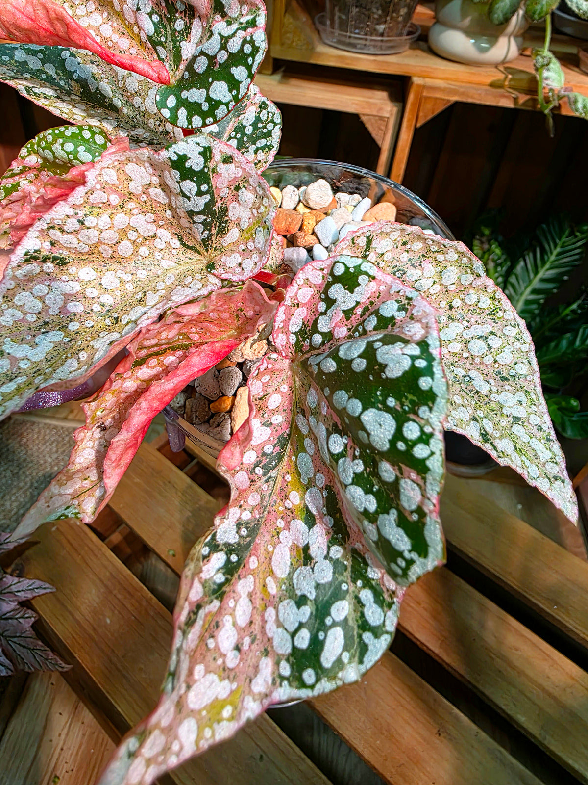 Begonia snow-capped variegated Fuji