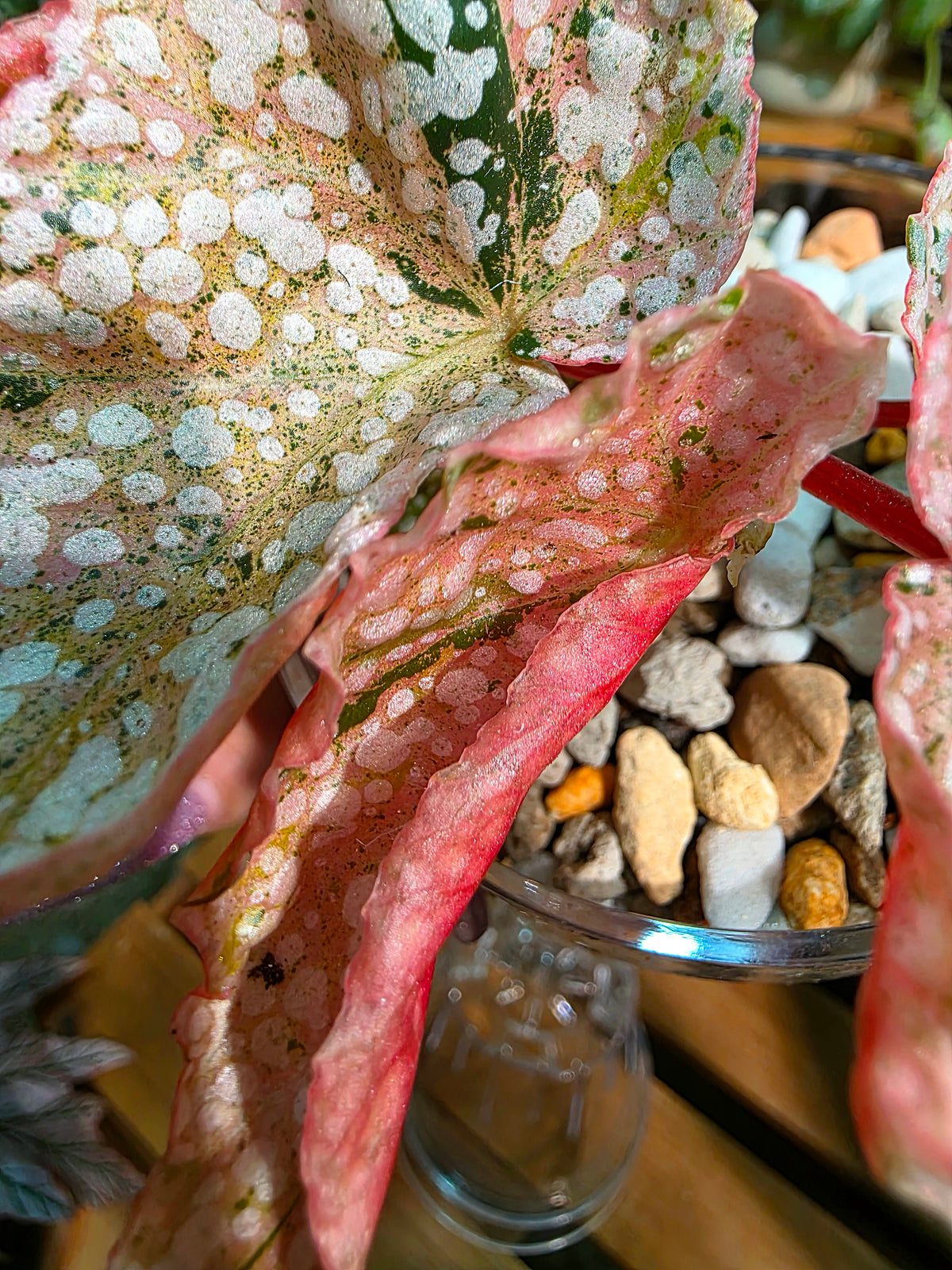 Begonia snow-capped variegated Fuji