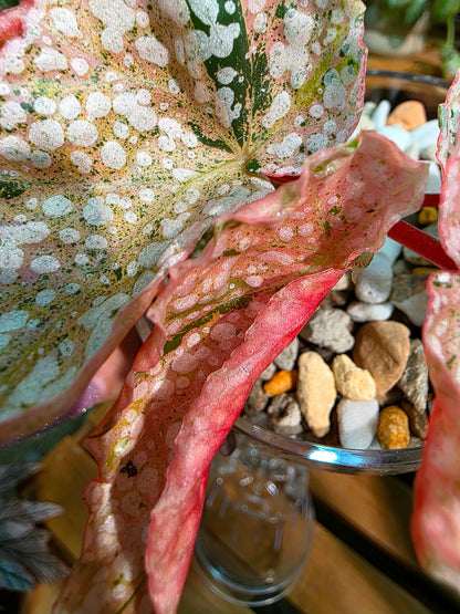 Begonia snow-capped variegated Fuji