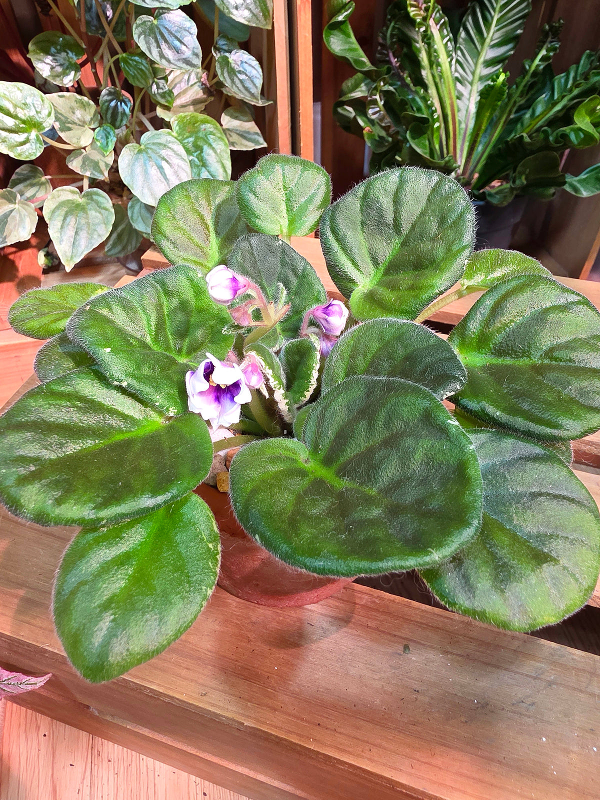 Streptocarpus ionqnthus 非洲紫羅蘭 - Youth