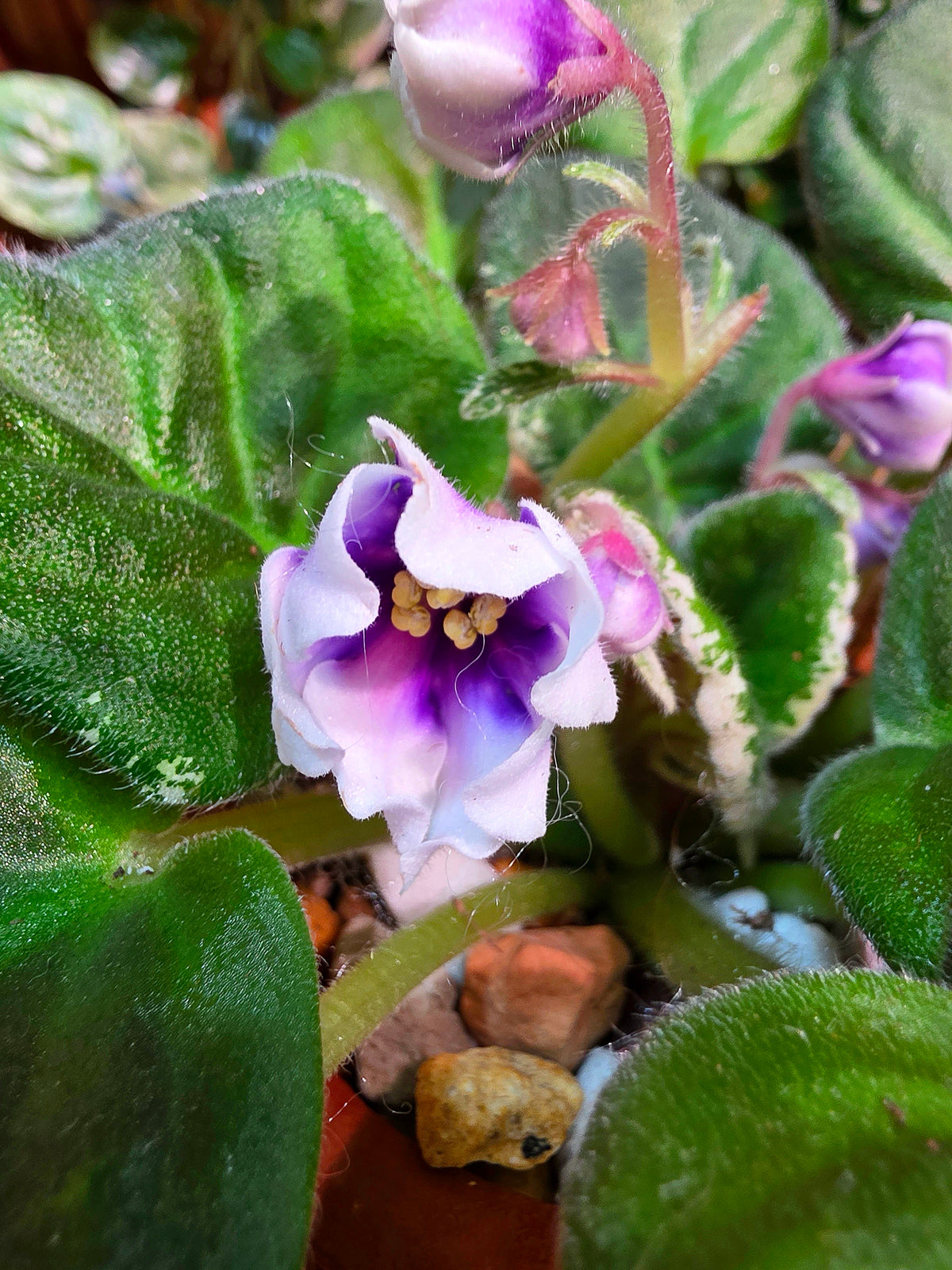 Streptocarpus ionqnthus 非洲紫羅蘭 - Youth