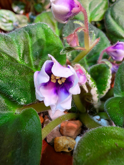 Streptocarpus ionqnthus 非洲紫羅蘭 - Youth