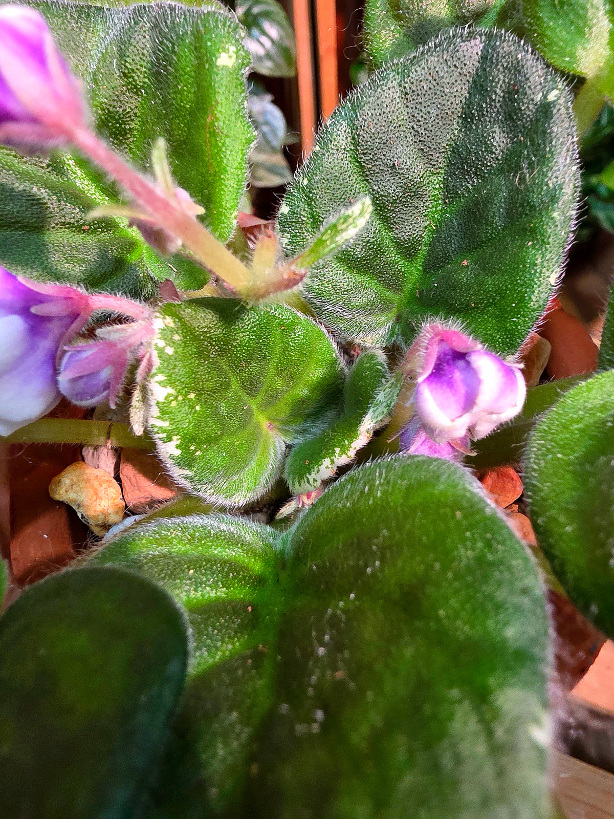 Streptocarpus ionqnthus 非洲紫羅蘭 - Youth