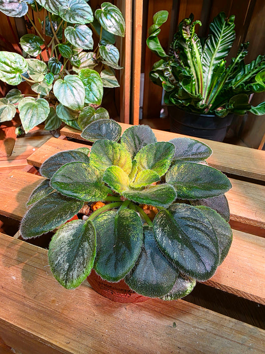Streptocarpus ionqnthus 非洲紫羅蘭 - 甜點