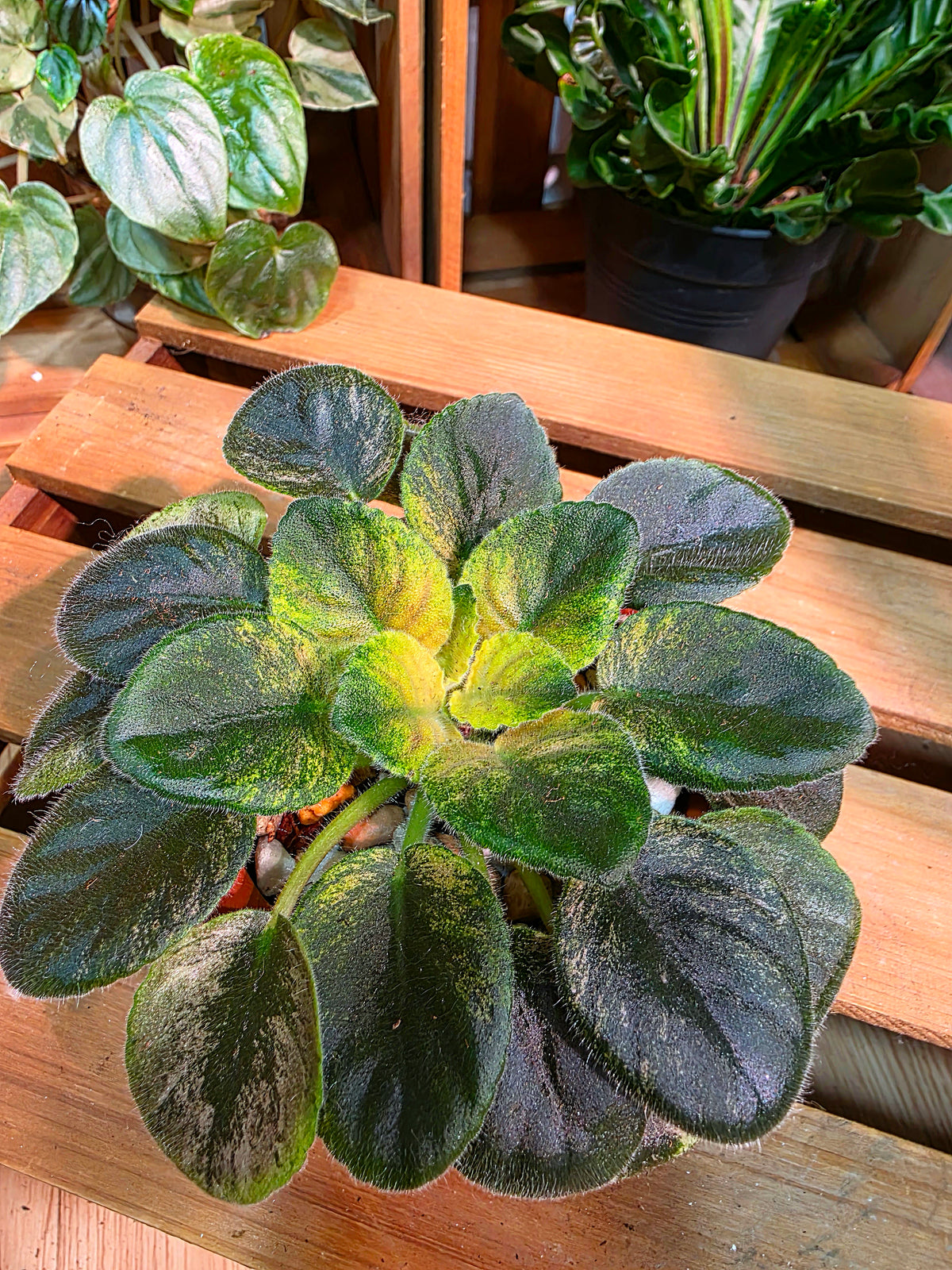 Streptocarpus ionqnthus 非洲紫羅蘭 - 甜點