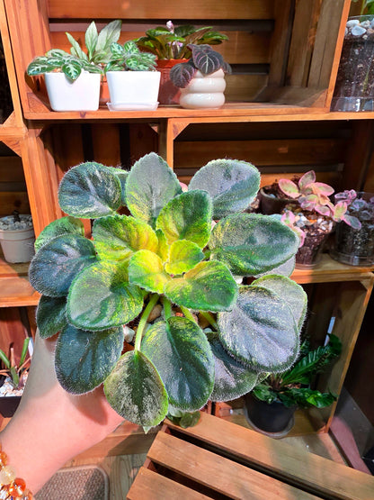 Streptocarpus ionqnthus 非洲紫羅蘭 - 甜點