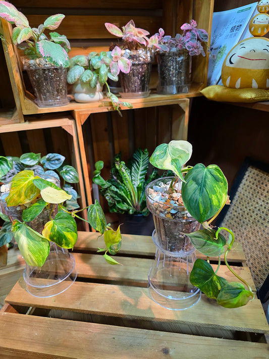 Philodendron micans variegated 雲母錦蔓綠絨