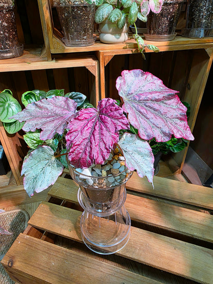 Begonia snow-capped variegated 'Mount Fuji'