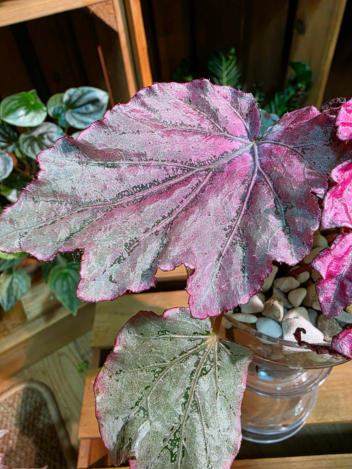 Begonia snow-capped variegated 'Mount Fuji'