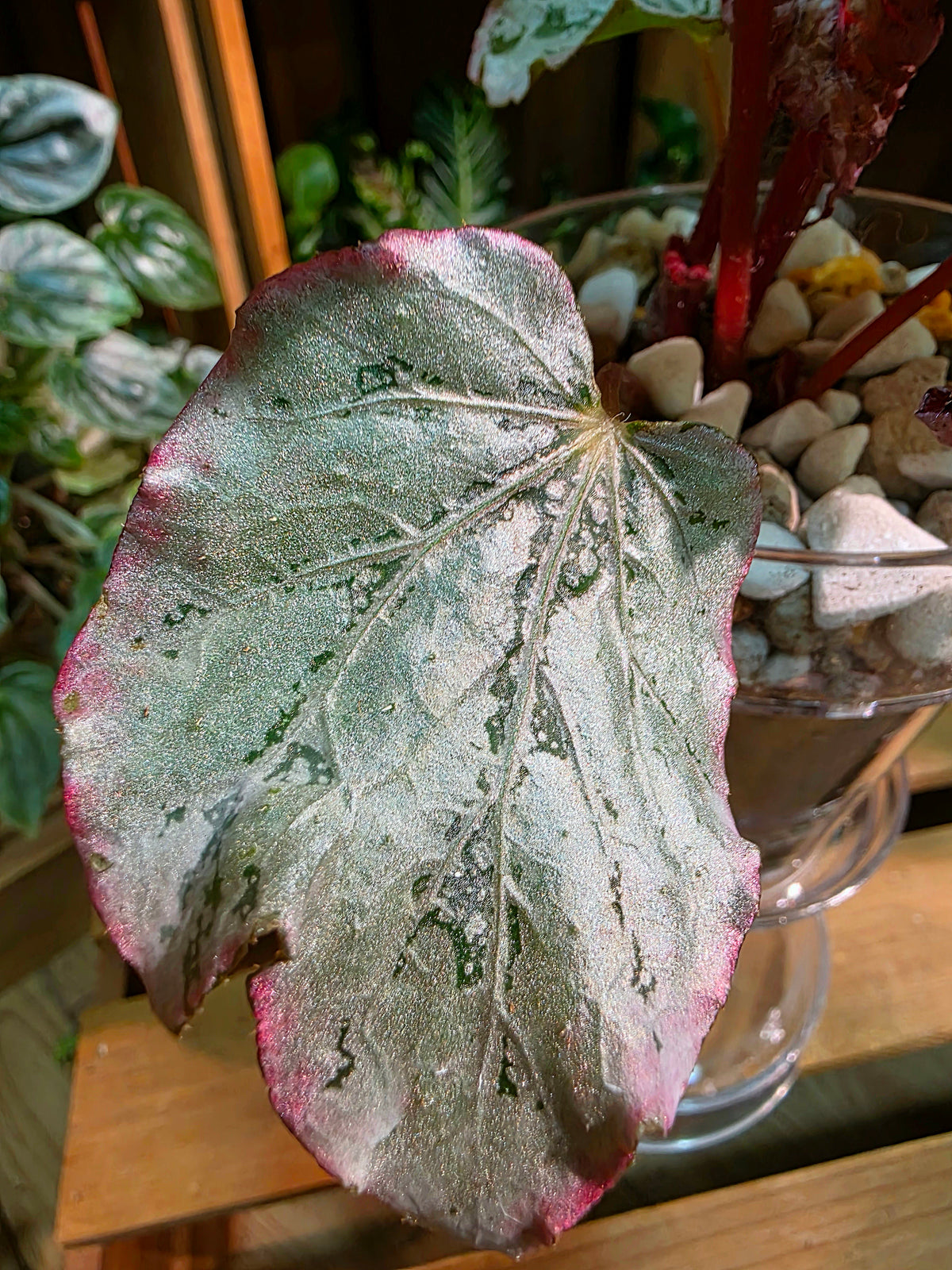 Begonia snow-capped variegated 'Mount Fuji'