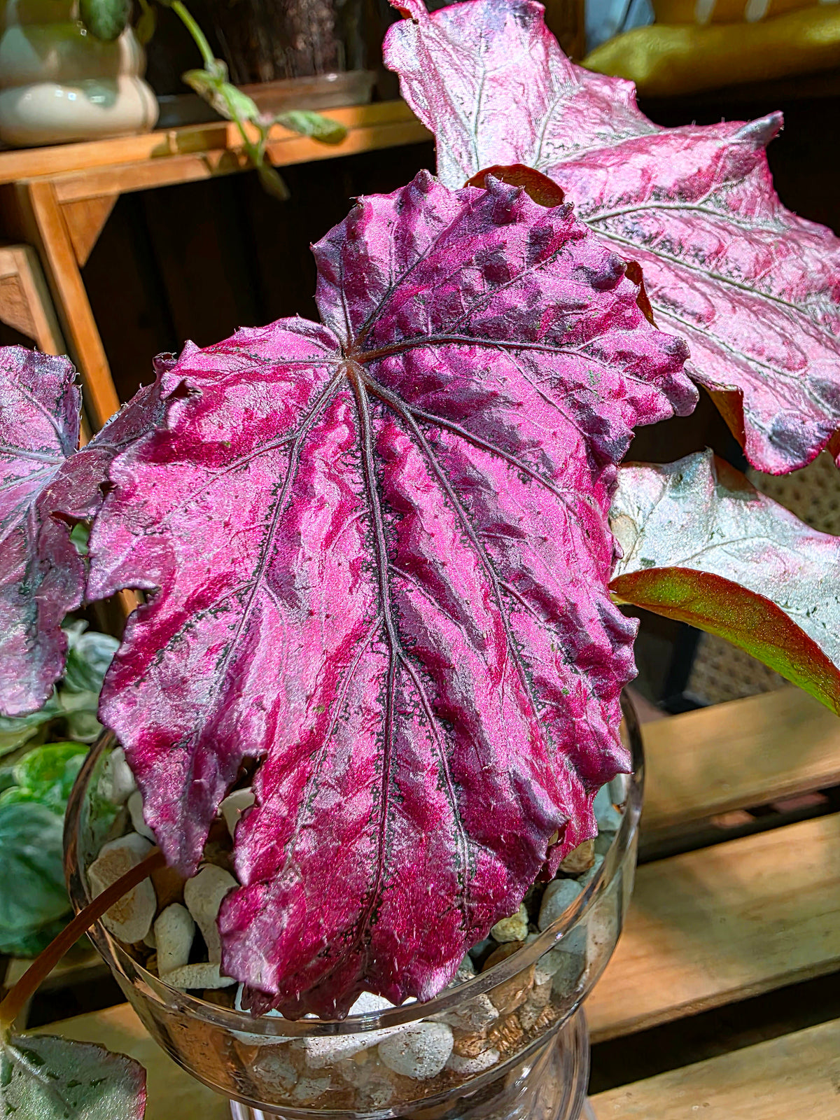 Begonia snow-capped variegated 'Mount Fuji'