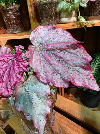 Begonia snow-capped variegated 'Mount Fuji'
