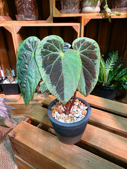 Begonia snow-capped variegated 'Mount Fuji'