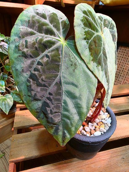 Begonia snow-capped variegated 'Mount Fuji'