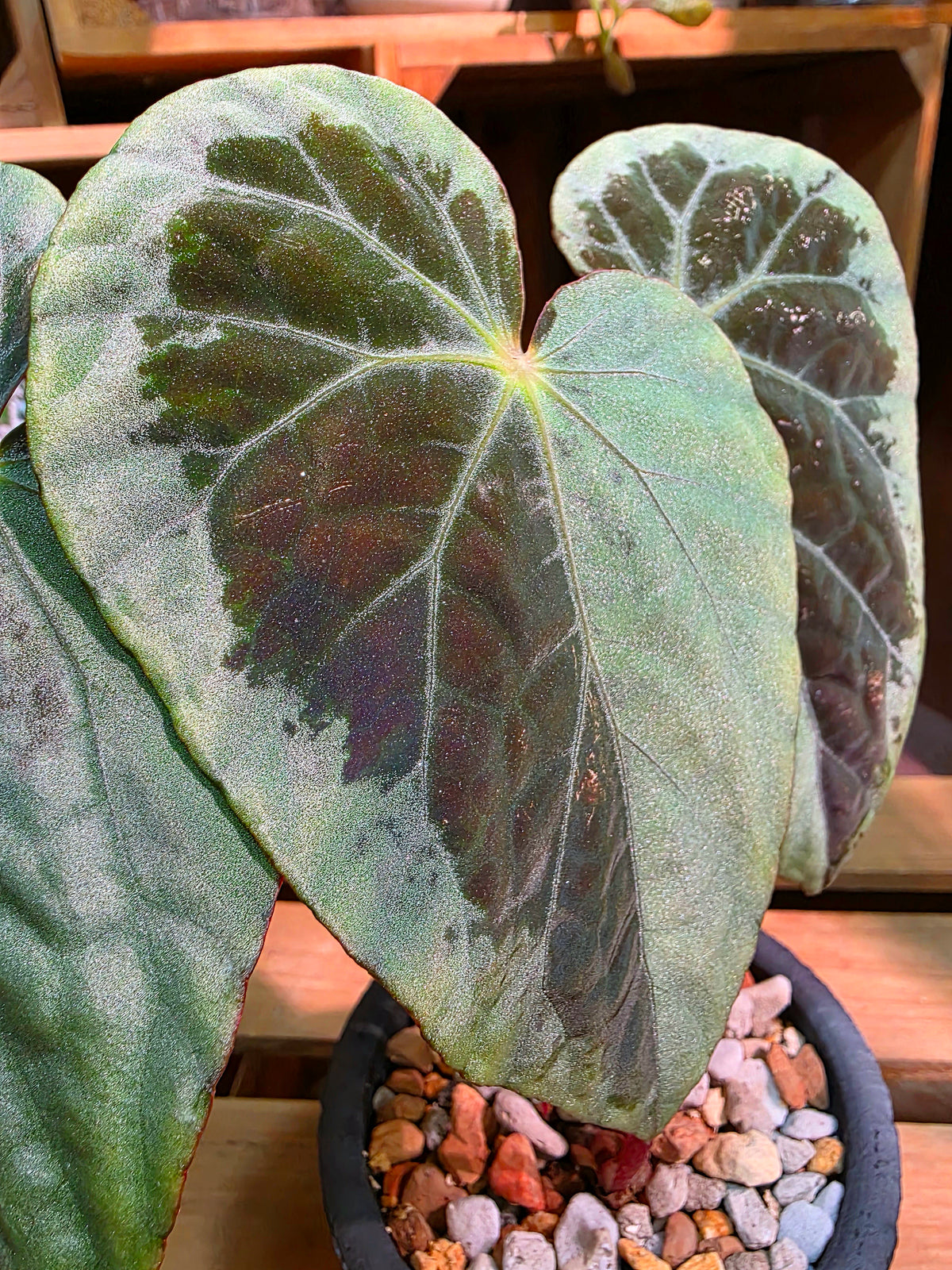 Begonia snow-capped variegated 'Mount Fuji'