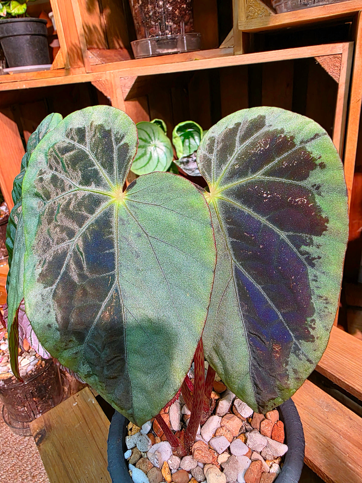 Begonia snow-capped variegated 'Mount Fuji'
