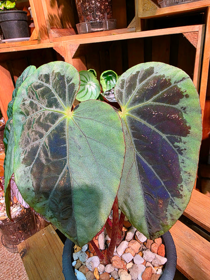 Begonia snow-capped variegated 'Mount Fuji'