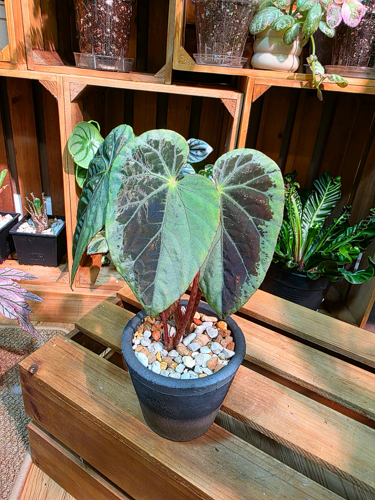 Begonia snow-capped variegated 'Mount Fuji'