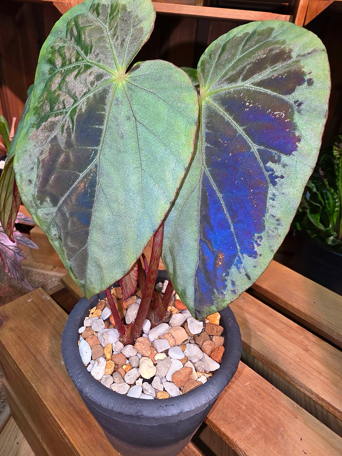 Begonia snow-capped variegated 'Mount Fuji'