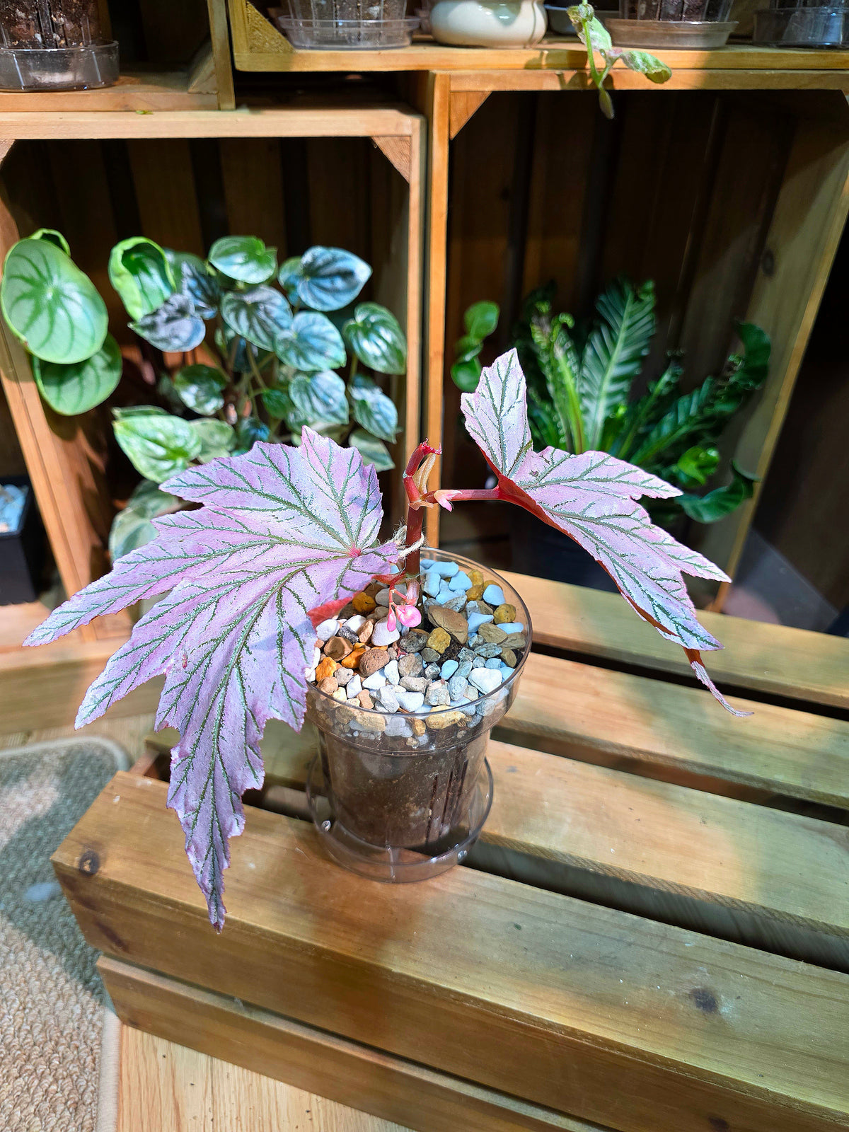 Begonia lamoon 月見櫻秋海棠