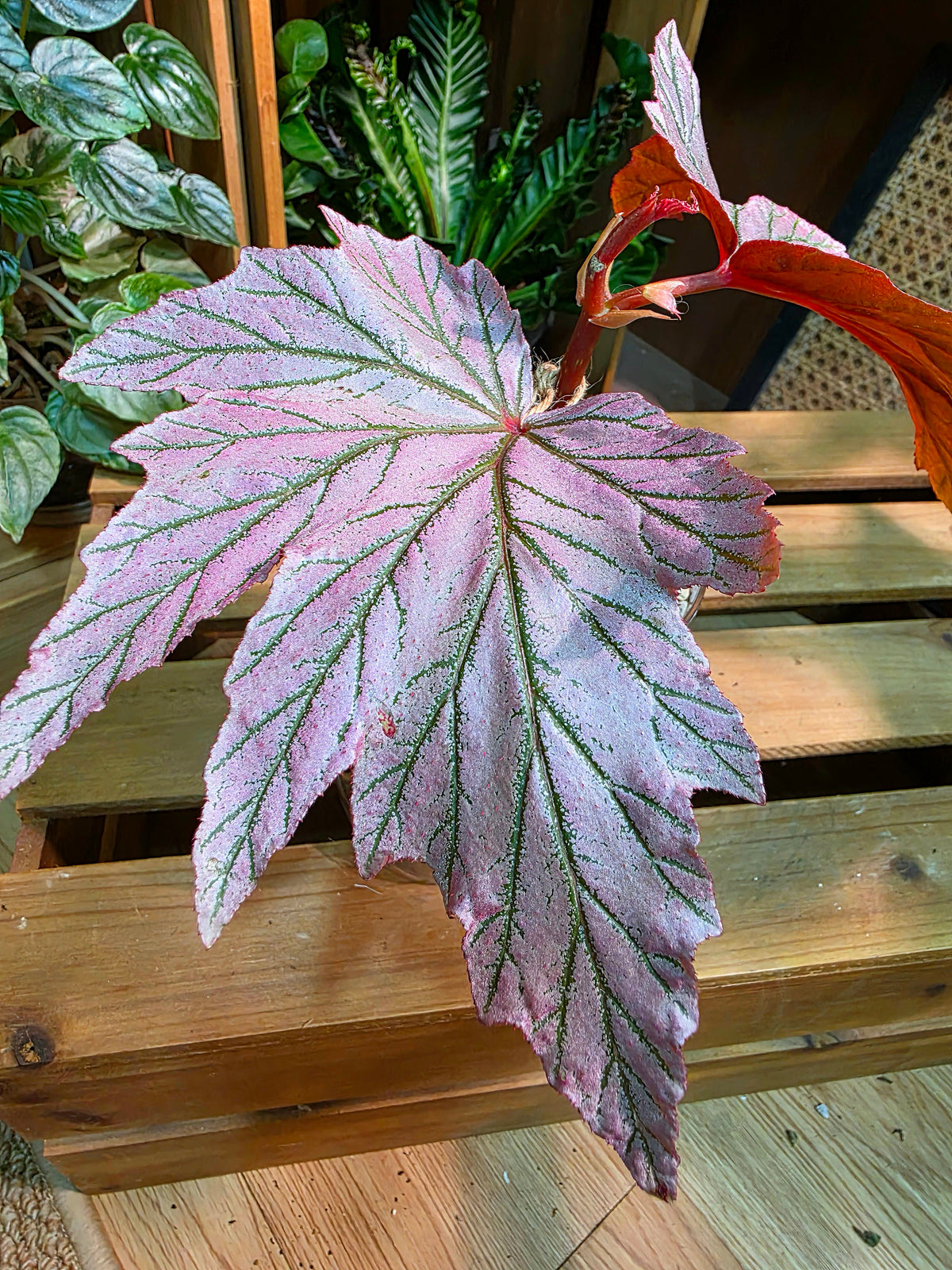 Begonia lamoon 月見櫻秋海棠