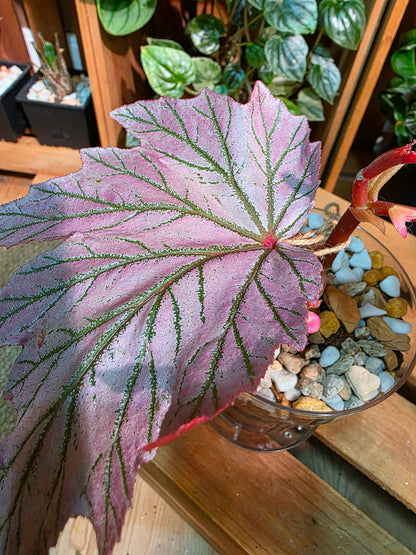 Begonia lamoon 月見櫻秋海棠