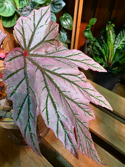 Begonia lamoon 月見櫻秋海棠
