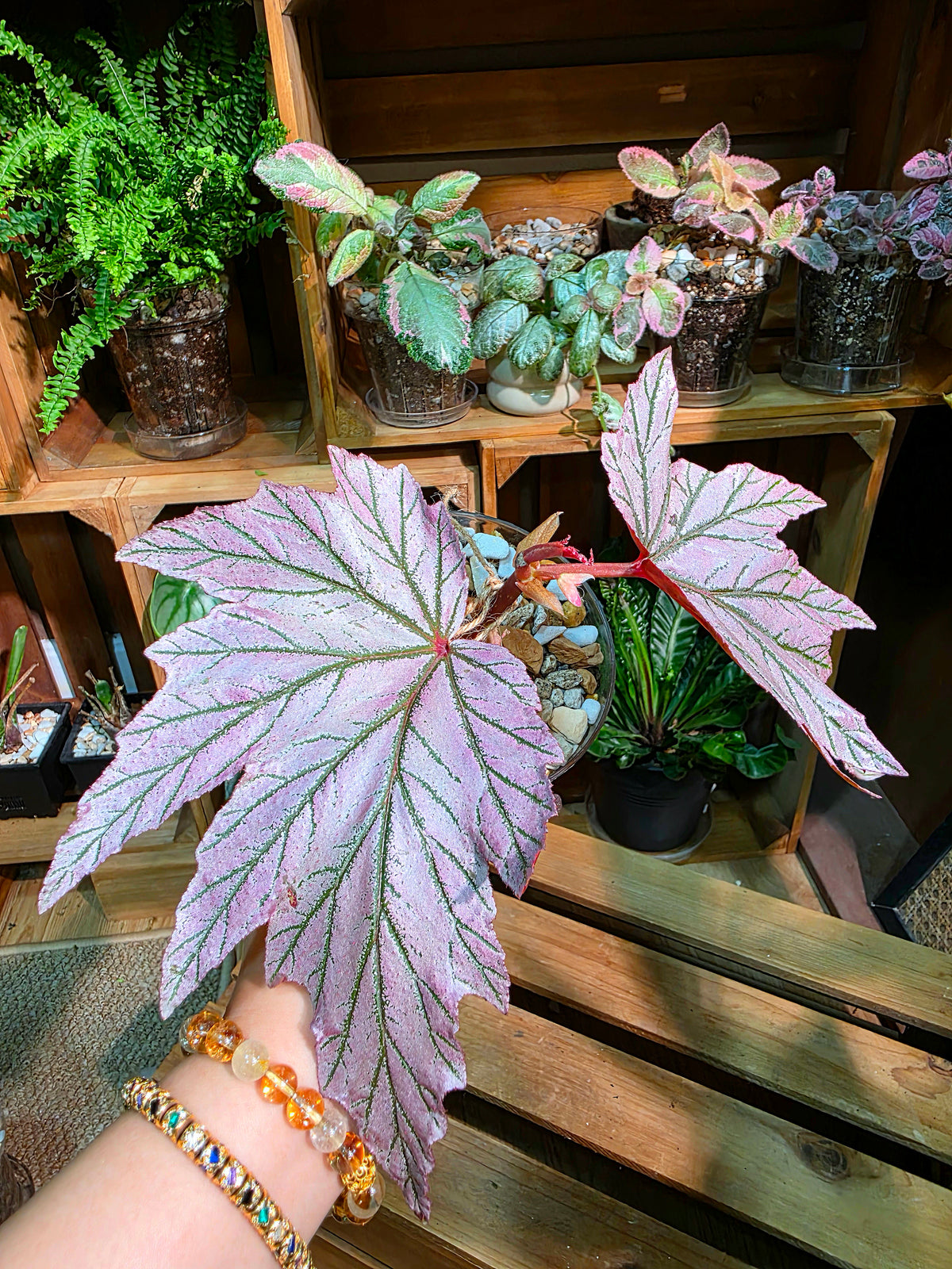Begonia lamoon 月見櫻秋海棠