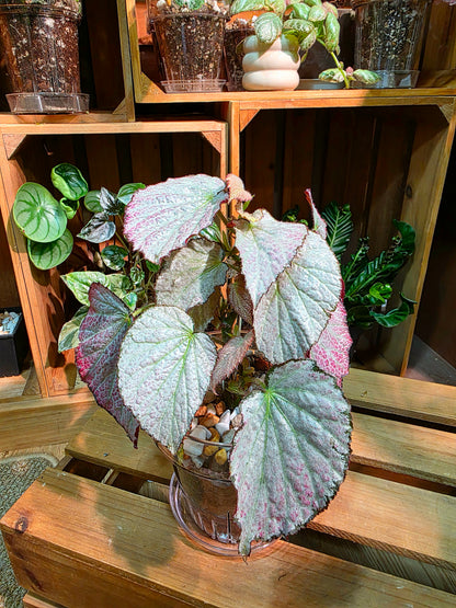 Begonia two face 雙面麗人秋海棠