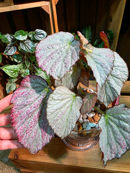 Begonia two face 雙面麗人秋海棠