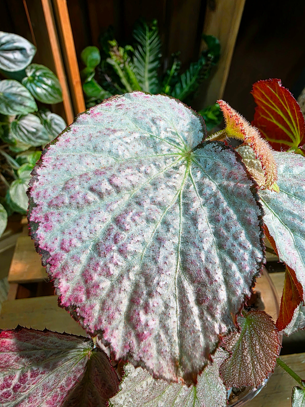 Begonia two face 雙面麗人秋海棠