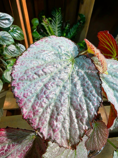 Begonia two face 雙面麗人秋海棠