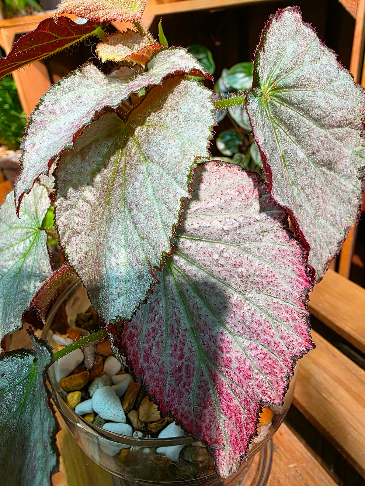 Begonia two face 雙面麗人秋海棠
