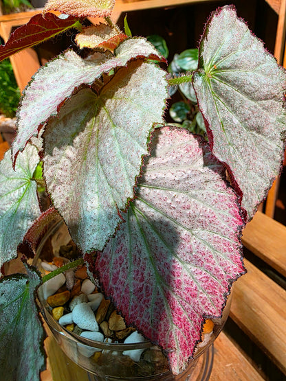 Begonia two face 雙面麗人秋海棠