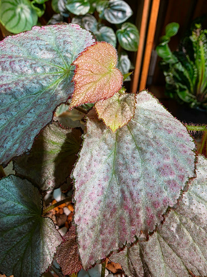 Begonia two face 雙面麗人秋海棠